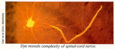 Carr et al./Univ. Manitoba. Dye reveals complexity of spinal-cord nerve.